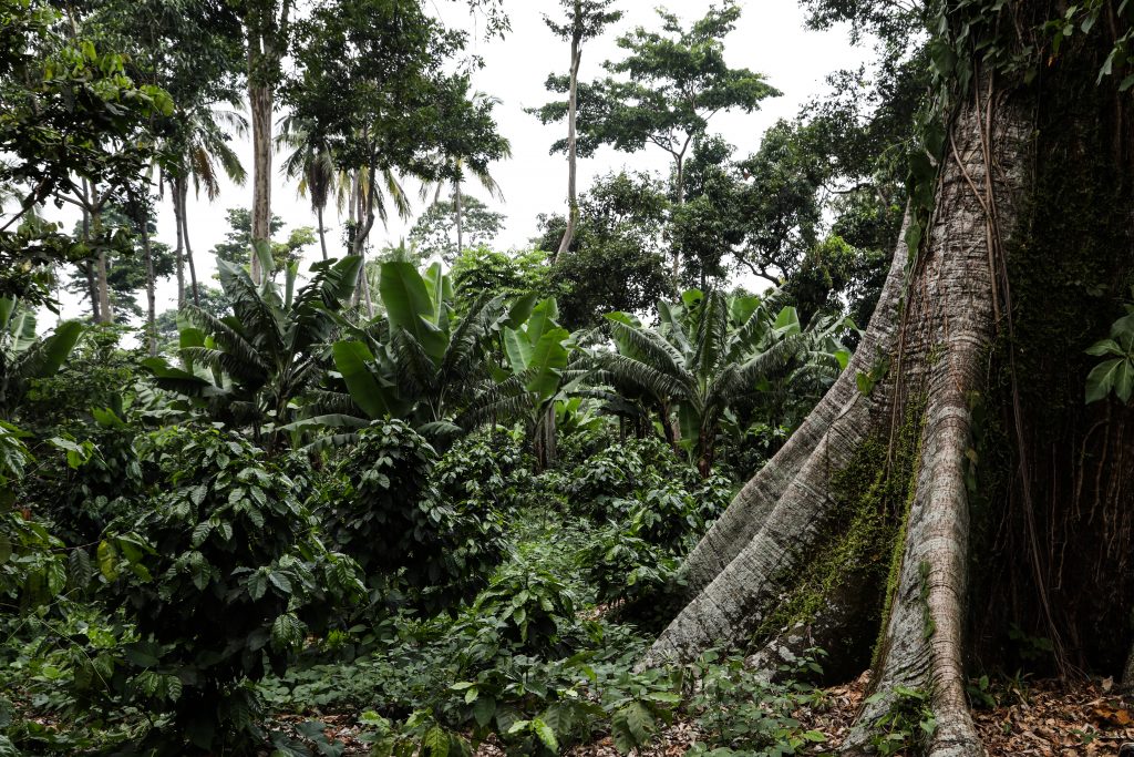 A ceiba tree trunk can be seen to the right of several shade-grown coffee trees in a semi-dense agroforestry system in Guatemala. 