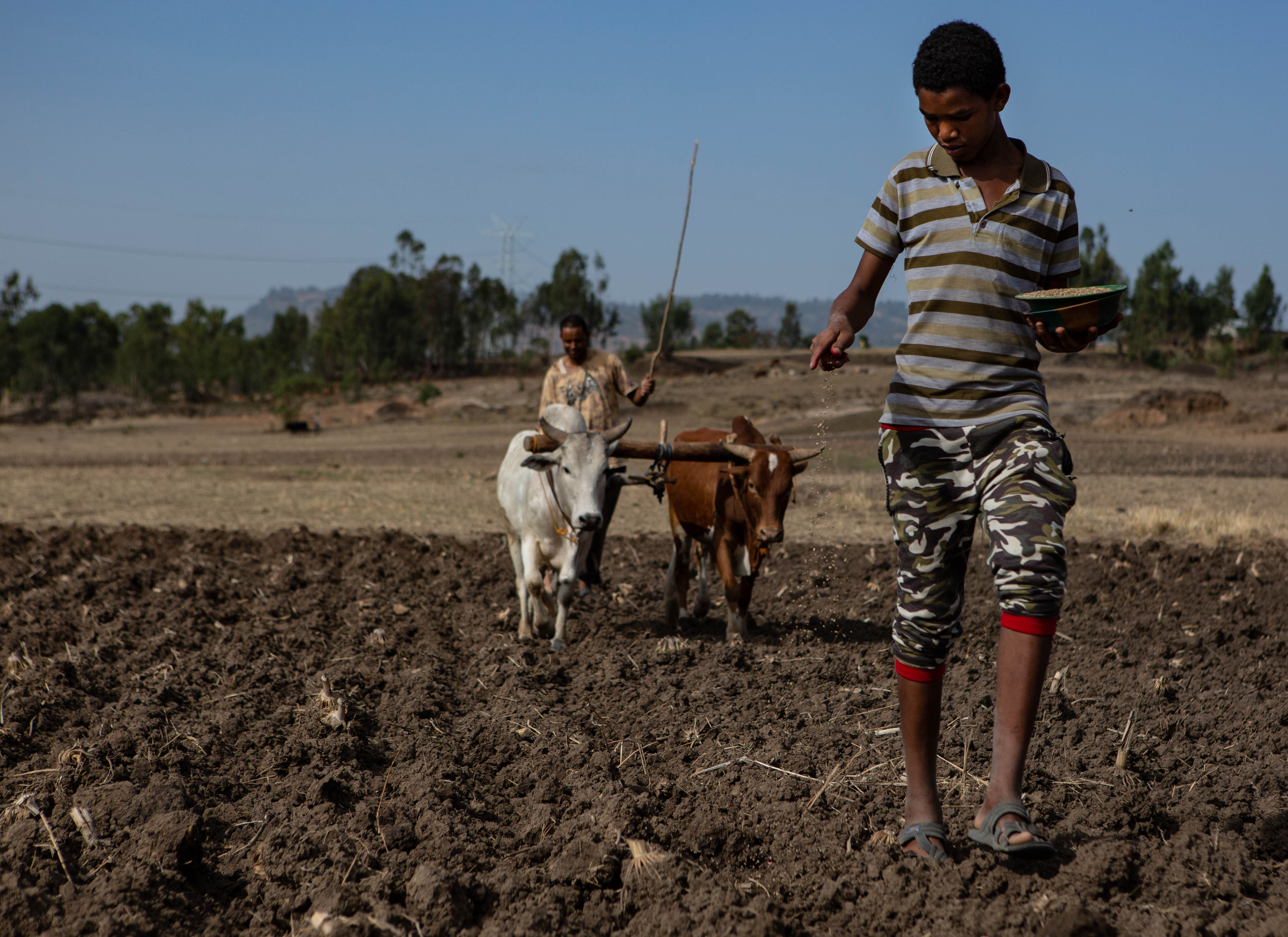 A young Ethiopian man in a striped colored shirt, camouflage-patterned capris, and black sandals walks towards the camera while dropping maize seeds into the churned soil before the plow. Another man follows in the background, driving a two-oxen plow. The landscape beyond the field looks dry and brown.  Photographer Jacquelyn Turner, ACToday/IRI.