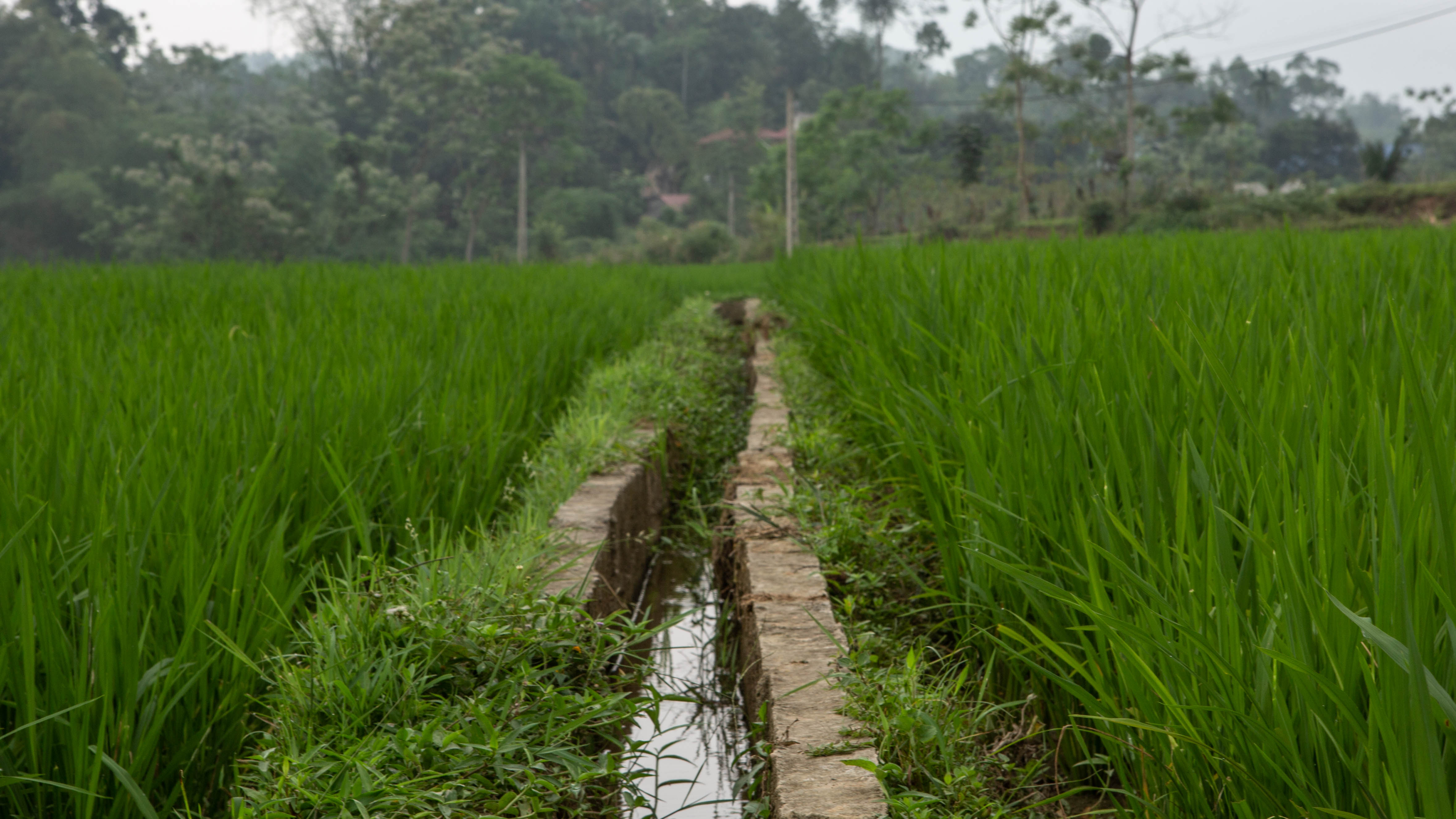 An irrigation channel runs through a rice paddy in the Yên Bái Province. Photo by Jacquelyn Turner/IRI.