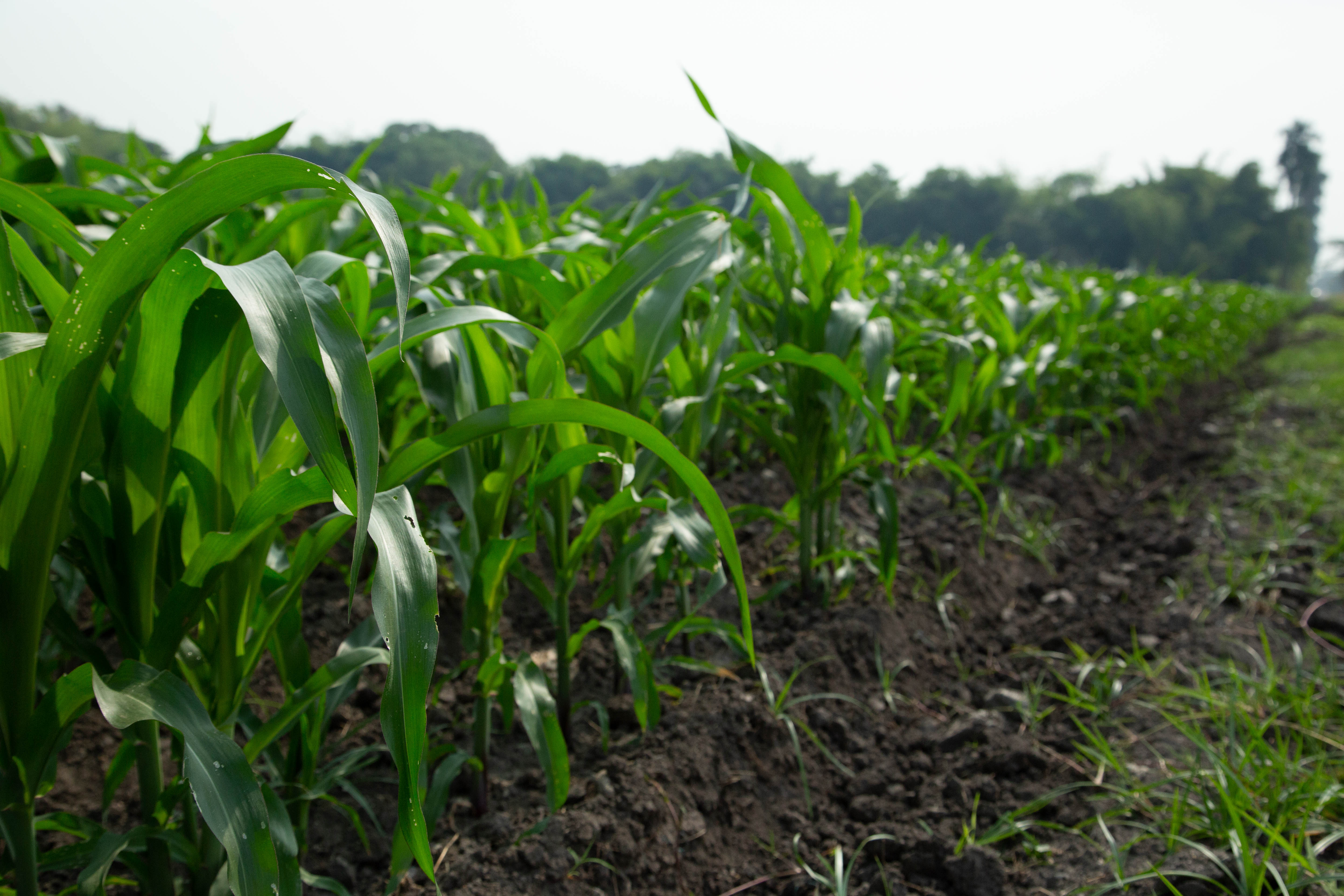 A row of young corn plants at the International Center for Tropical Agriculture (CIAT) in Cali, Colombia. Photographer Jacquelyn Turner, ACToday/IRI.