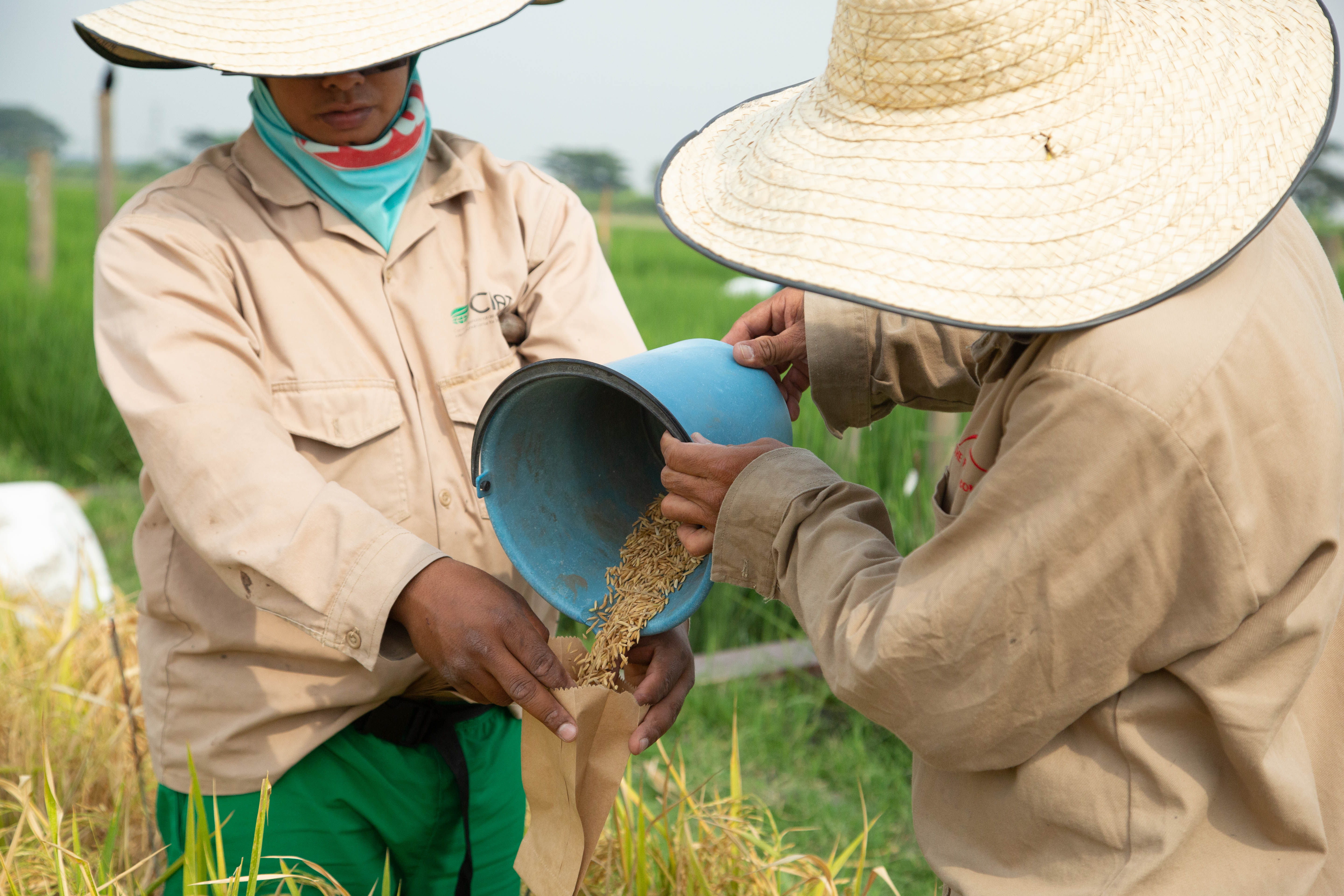 Two field laborers wearing beige uniforms and large, broad-brimmed straw hats pour harvested rice grains from a blue plastic bucket into a specially labeled paper packet for seed collection and storage at CIAT in Cali, Colombia. Photographer Jacquelyn Turner, ACToday/IRI.